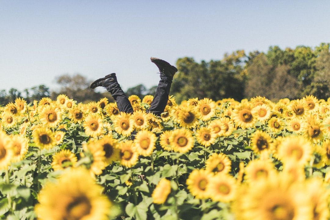 Sunflower Cowgirl Boots: What to Know Before You Buy